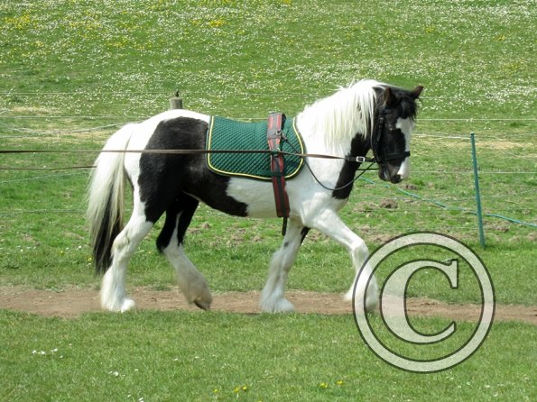 Long reining Willow (19)