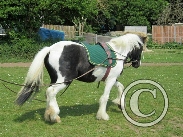 Long reining Willow (2)