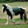 Long reining Willow (20)