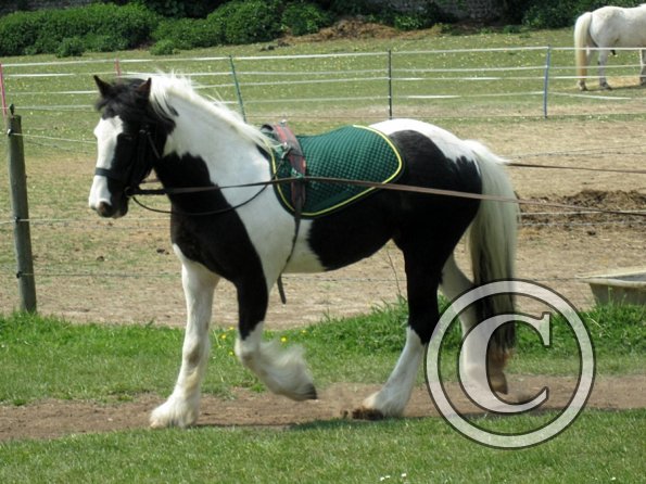 Long reining Willow (20)