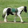 Long reining Willow (21)