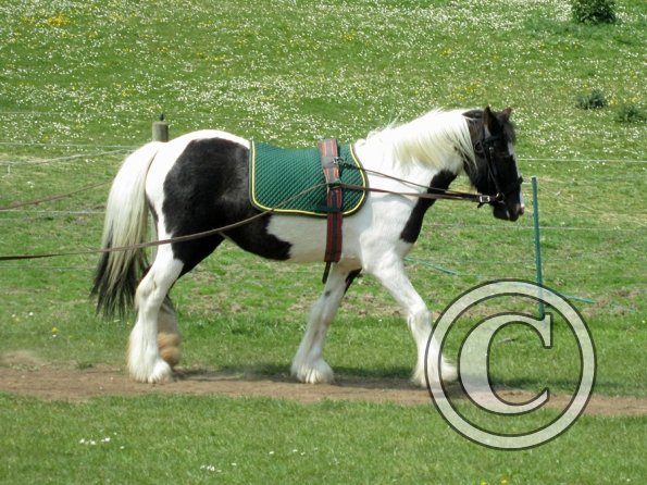 Long reining Willow (21)