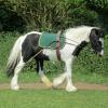 Long reining Willow (22)