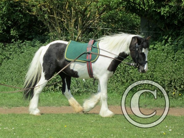 Long reining Willow (22)