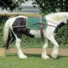 Long reining Willow (23)