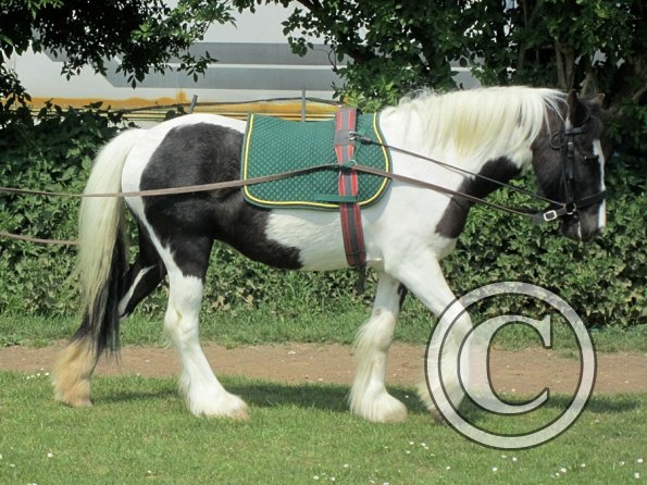 Long reining Willow (23)
