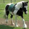 Long reining Willow (24)
