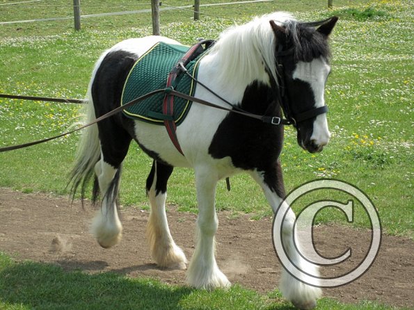 Long reining Willow (24)