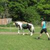 Long reining Willow (25)