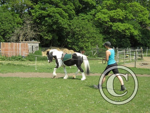 Long reining Willow (25)