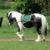 Long reining Willow (26)