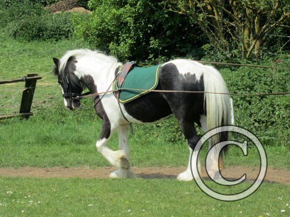 Long reining Willow (26)