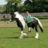 Long reining Willow (27)