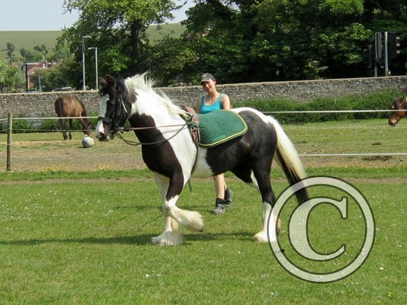 Long reining Willow (27)