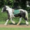 Long reining Willow (28)