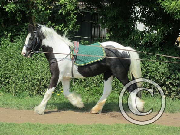 Long reining Willow (28)
