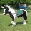 Long reining Willow (29)