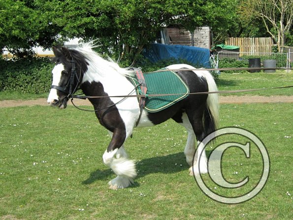 Long reining Willow (29)