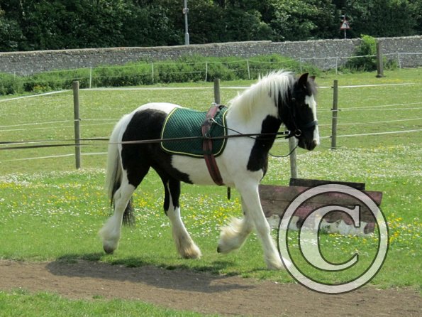 Long reining Willow (3)