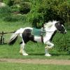 Long reining Willow (30)