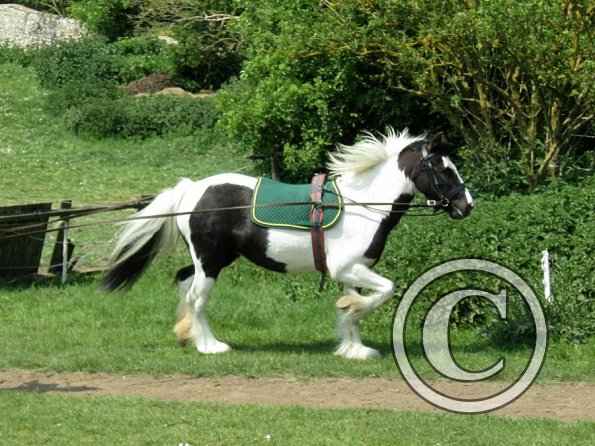 Long reining Willow (30)