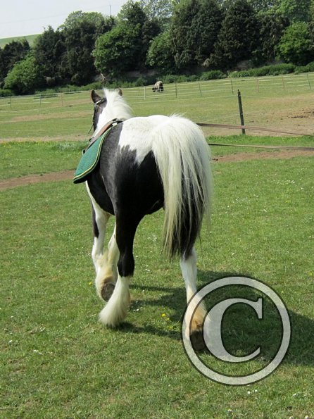 Long reining Willow (31)