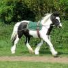 Long reining Willow (32)