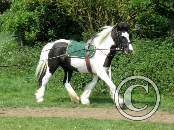 Long reining Willow (32)