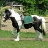 Long reining Willow (33)
