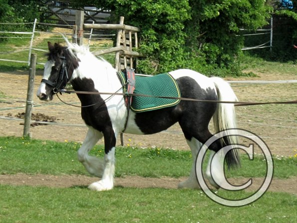 Long reining Willow (33)