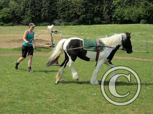 Long reining Willow (34)