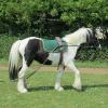 Long reining Willow (35)