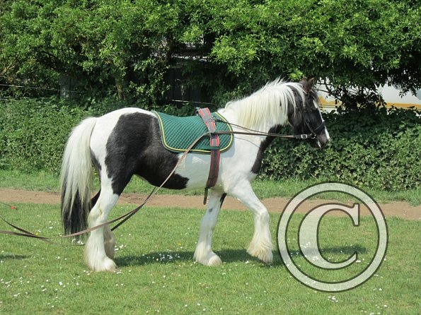 Long reining Willow (35)