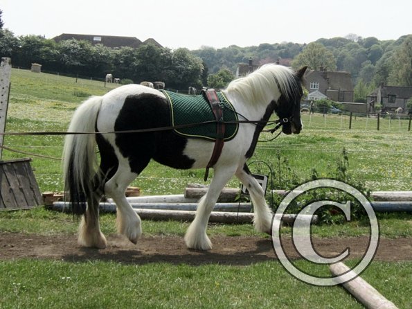 Long reining Willow (4)