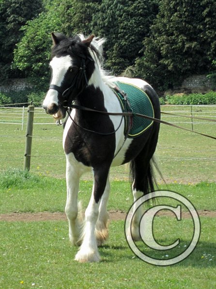 Long reining Willow (5)