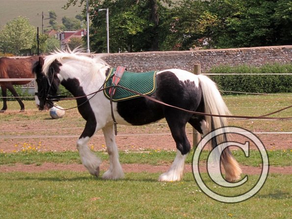 Long reining Willow (6)