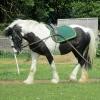 Long reining Willow (7)