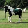 Long reining Willow (8)
