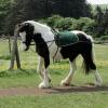 Long reining Willow (9)