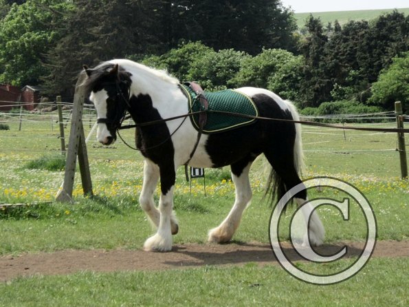 Long reining Willow (9)