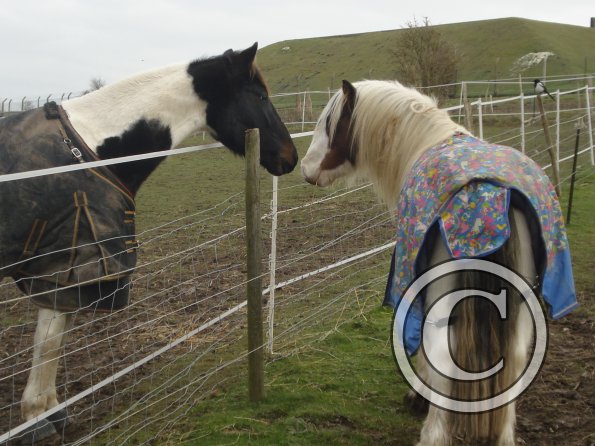 Strider and Geezer 2