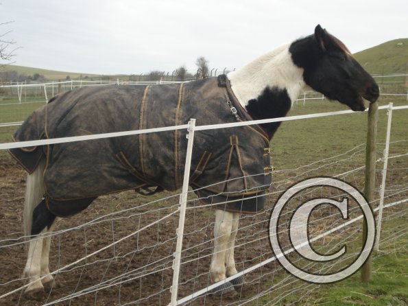 Strider wind sucking