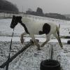 Lunging in the snow