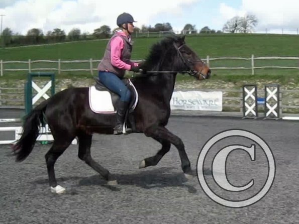 Nikki Rhi canter (2)