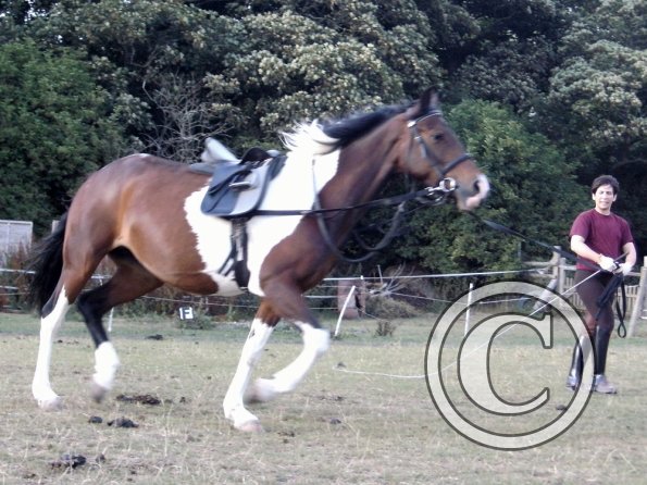 First time lunging Mia (2)