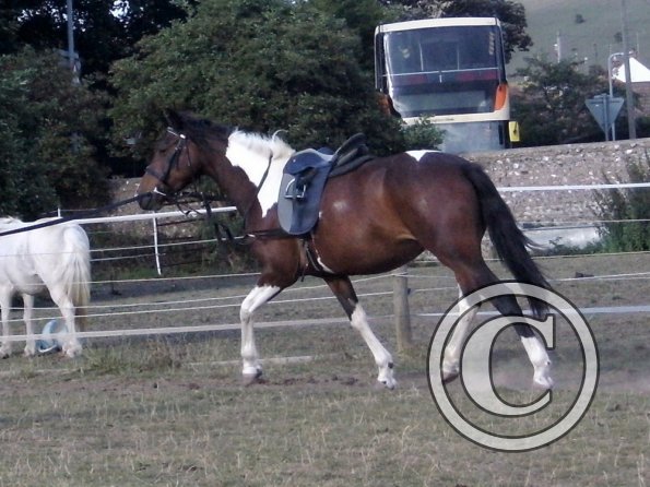 First time lunging Mia (3)