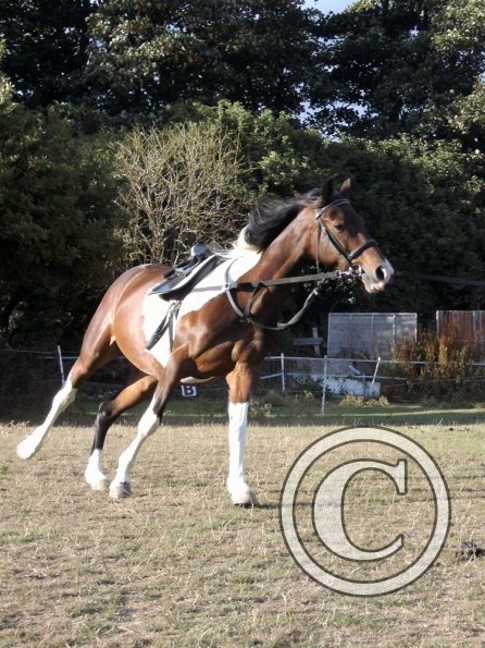 First time lunging Mia (4)