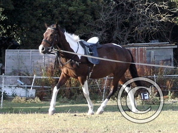 First time lunging Mia (5)