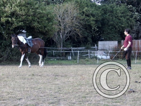 First time lunging Mia (6)