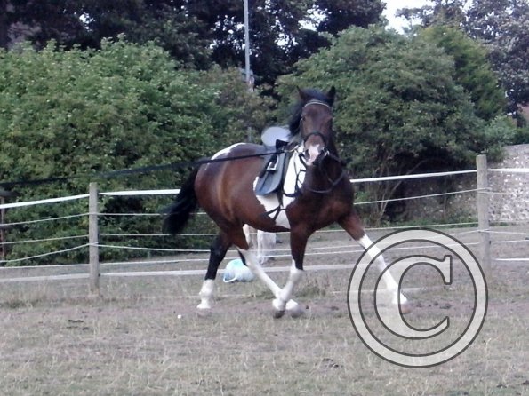 First time lunging Mia (7)